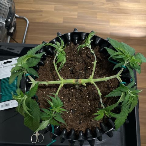 Bruce Banner - Seedstockers growlog timeline photo