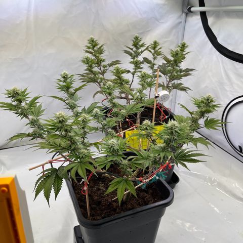 Gelato #33 growlog timeline photo