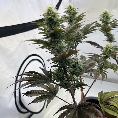 Gelato #33 growlog timeline photo