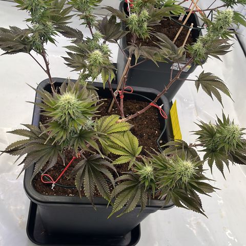 Gelato #33 growlog timeline photo