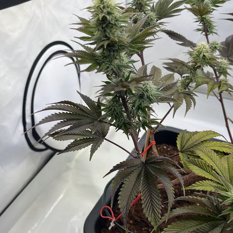 Gelato #33 growlog timeline photo