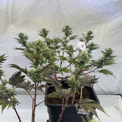 Gelato #33 growlog timeline photo