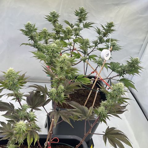 Gelato #33 growlog timeline photo
