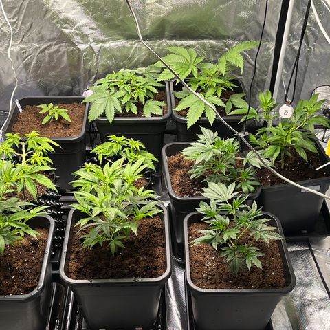 Bruce Banner - Seedstockers growlog timeline photo