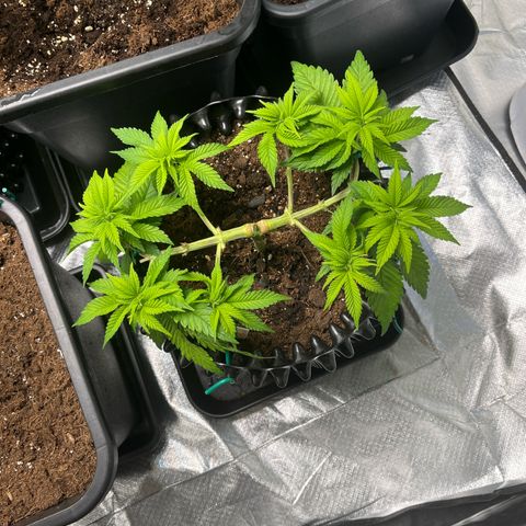 Bruce Banner - Seedstockers growlog timeline photo