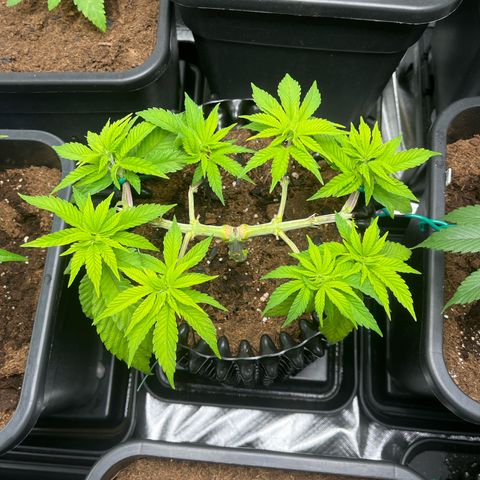 Bruce Banner - Seedstockers growlog timeline photo