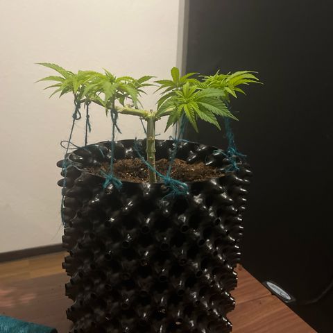 Bruce Banner - Seedstockers growlog timeline photo