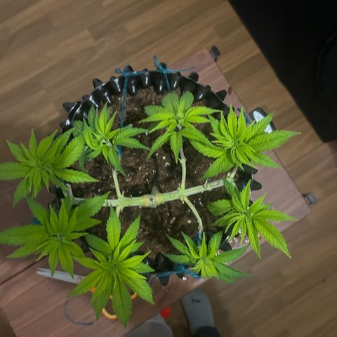 Bruce Banner - Seedstockers growlog timeline photo