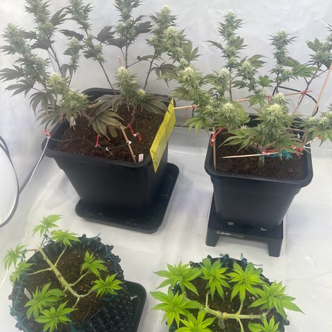 Gelato #33 growlog timeline photo