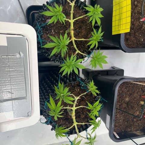 Bruce Banner - Seedstockers growlog timeline photo