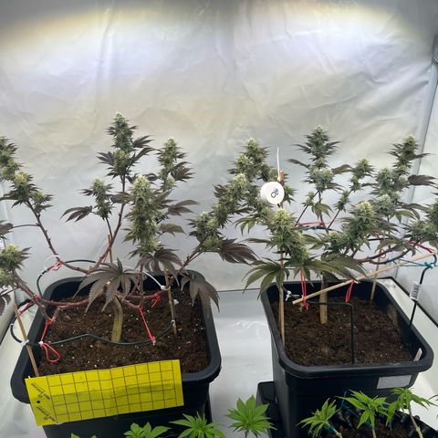 Gelato #33 growlog timeline photo