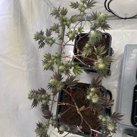 Gelato #33 growlog timeline photo