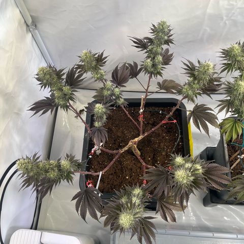 Gelato #33 growlog timeline photo