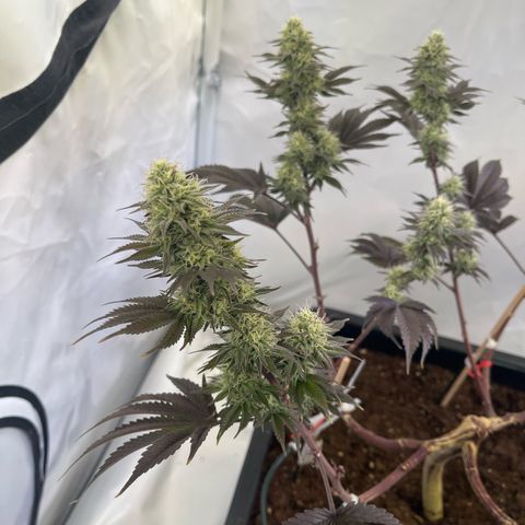 Gelato #33 growlog timeline photo