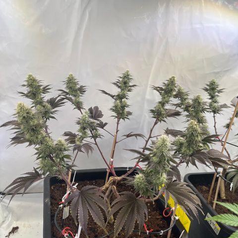 Gelato #33 growlog timeline photo