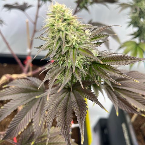 Gelato #33 growlog timeline photo