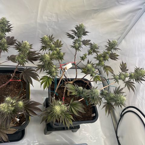 Gelato #33 growlog timeline photo