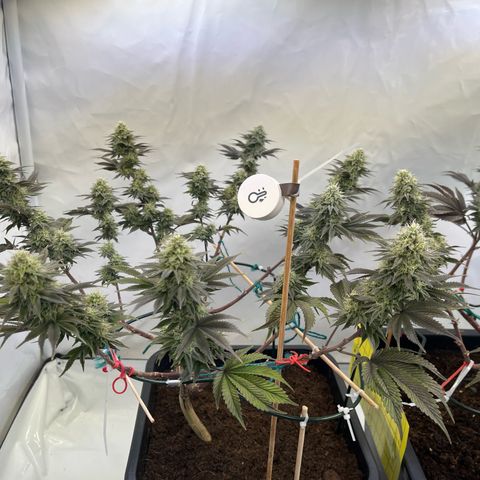 Gelato #33 growlog timeline photo