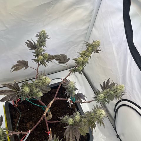 Gelato #33 growlog timeline photo