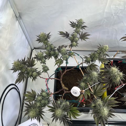 Gelato #33 growlog timeline photo