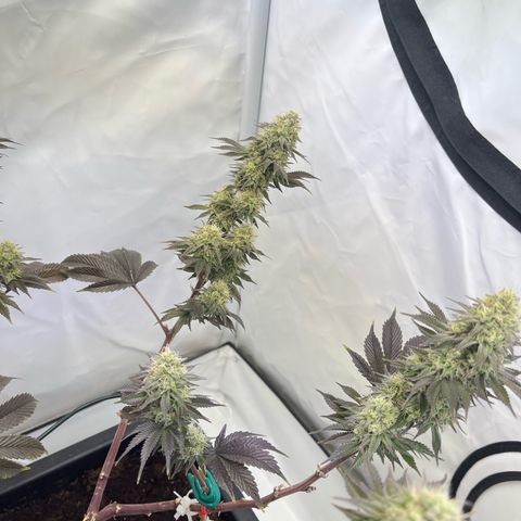 Gelato #33 growlog timeline photo