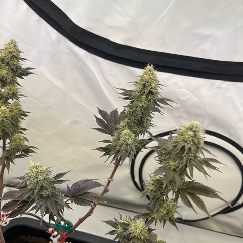 Gelato #33 growlog timeline photo