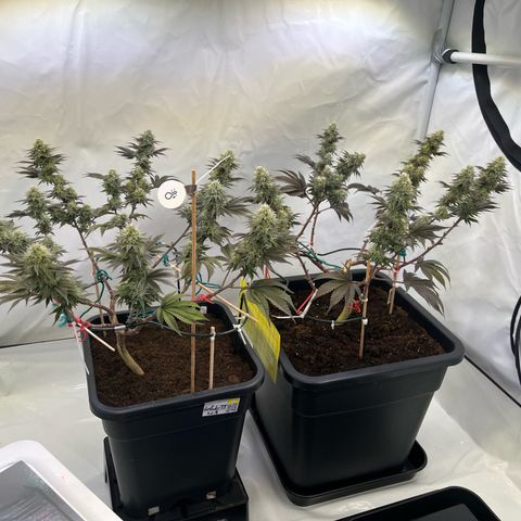 Gelato #33 growlog timeline photo