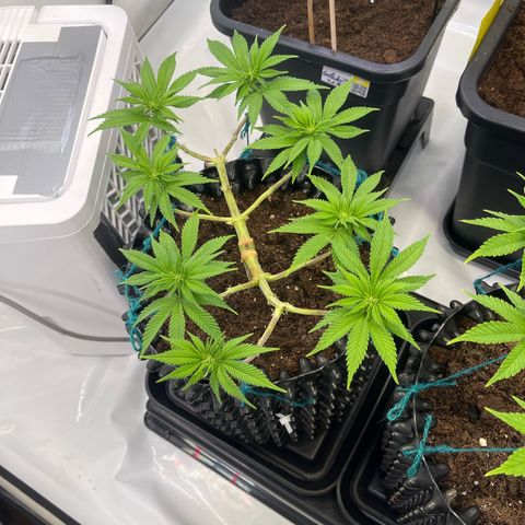 Bruce Banner - Seedstockers growlog timeline photo
