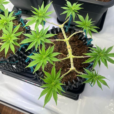 Bruce Banner - Seedstockers growlog timeline photo