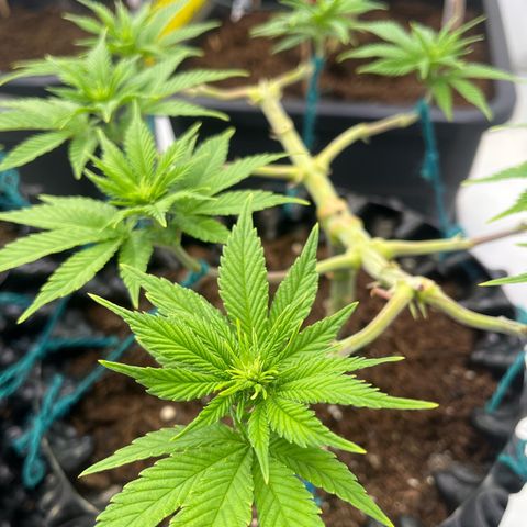 Bruce Banner - Seedstockers growlog timeline photo