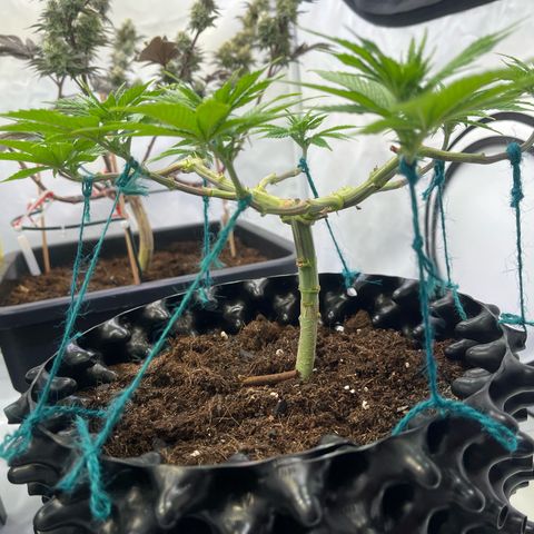 Bruce Banner - Seedstockers growlog timeline photo