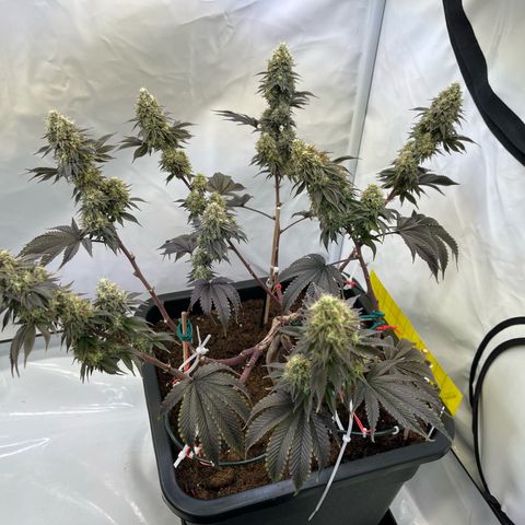 Gelato #33 growlog timeline photo