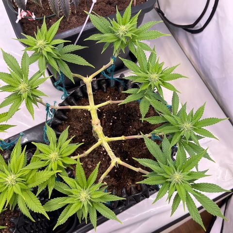 Bruce Banner - Seedstockers growlog timeline photo