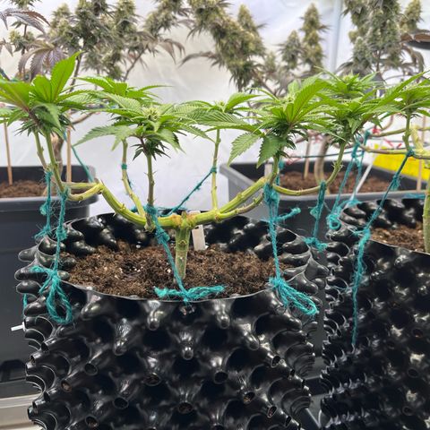Bruce Banner - Seedstockers growlog timeline photo