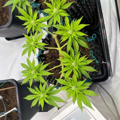 Bruce Banner - Seedstockers growlog timeline photo