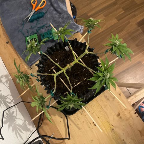 Bruce Banner - Seedstockers growlog timeline photo