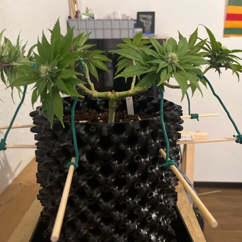 Bruce Banner - Seedstockers growlog timeline photo