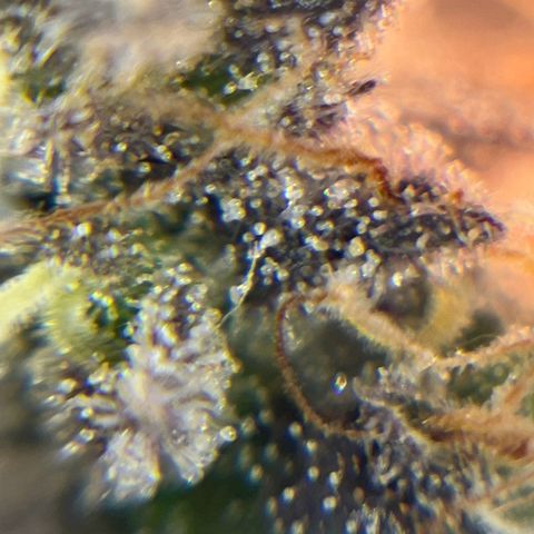 Gelato #33 growlog timeline photo