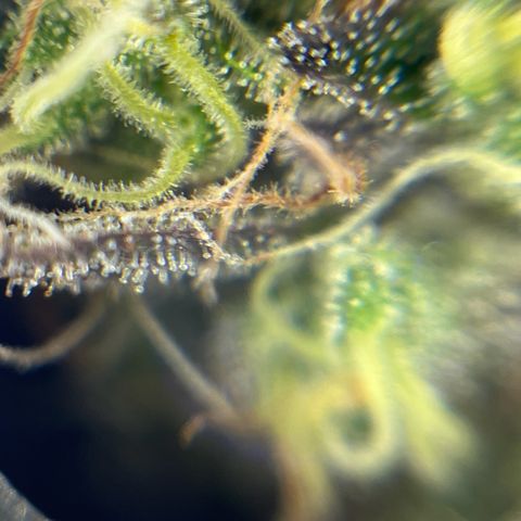 Gelato #33 growlog timeline photo