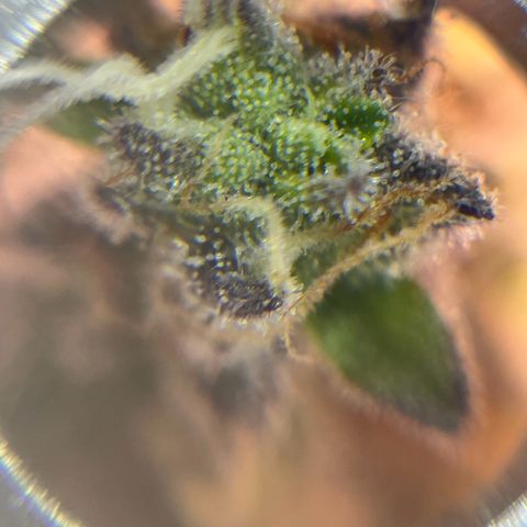 Gelato #33 growlog timeline photo