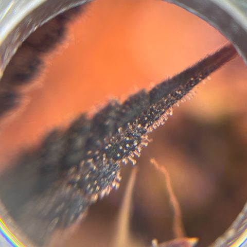 Gelato #33 growlog photo: Eine hat jetzt schon 30 % bernsteinfarbende Trichome