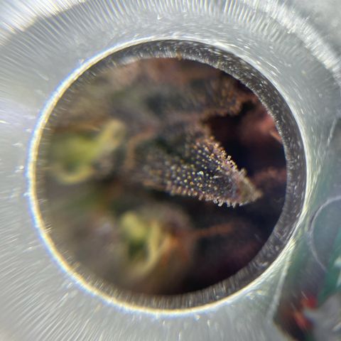 Gelato #33 growlog photo: Eine hat jetzt schon 30 % bernsteinfarbende Trichome