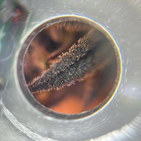 Gelato #33 growlog photo: Eine hat jetzt schon 30 % bernsteinfarbende Trichome