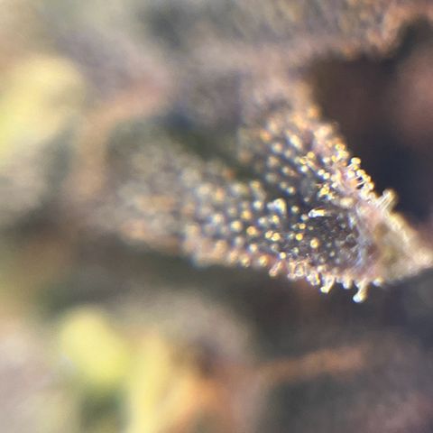 Gelato #33 growlog photo: Eine hat jetzt schon 30 % bernsteinfarbende Trichome