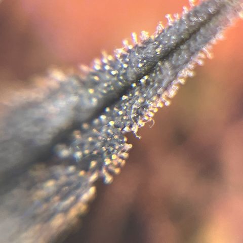 Gelato #33 growlog photo: Eine hat jetzt schon 30 % bernsteinfarbende Trichome