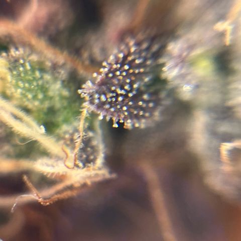 Gelato #33 growlog photo: Eine hat jetzt schon 30 % bernsteinfarbende Trichome