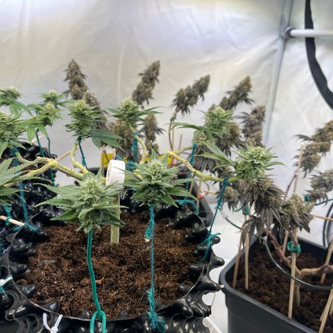 Gelato #33 growlog timeline photo