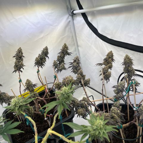 Gelato #33 growlog timeline photo