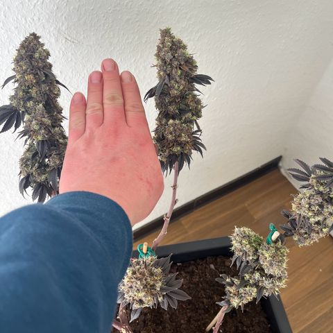 Gelato #33 growlog timeline photo