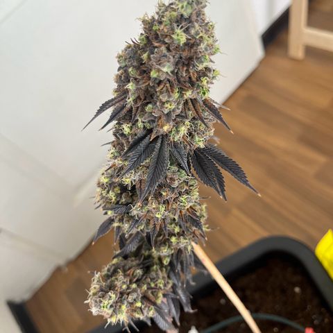 Gelato #33 growlog timeline photo